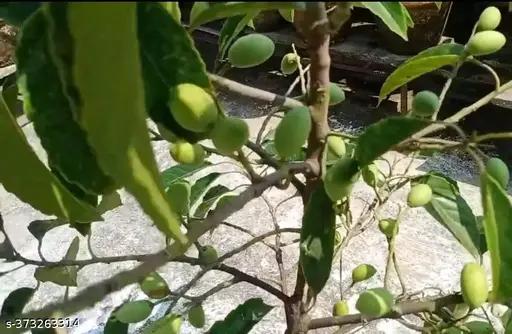 Sweet Jalpai plant 