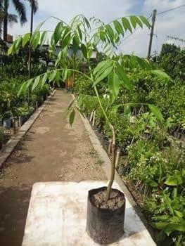 All times Seedless Amra Plants 