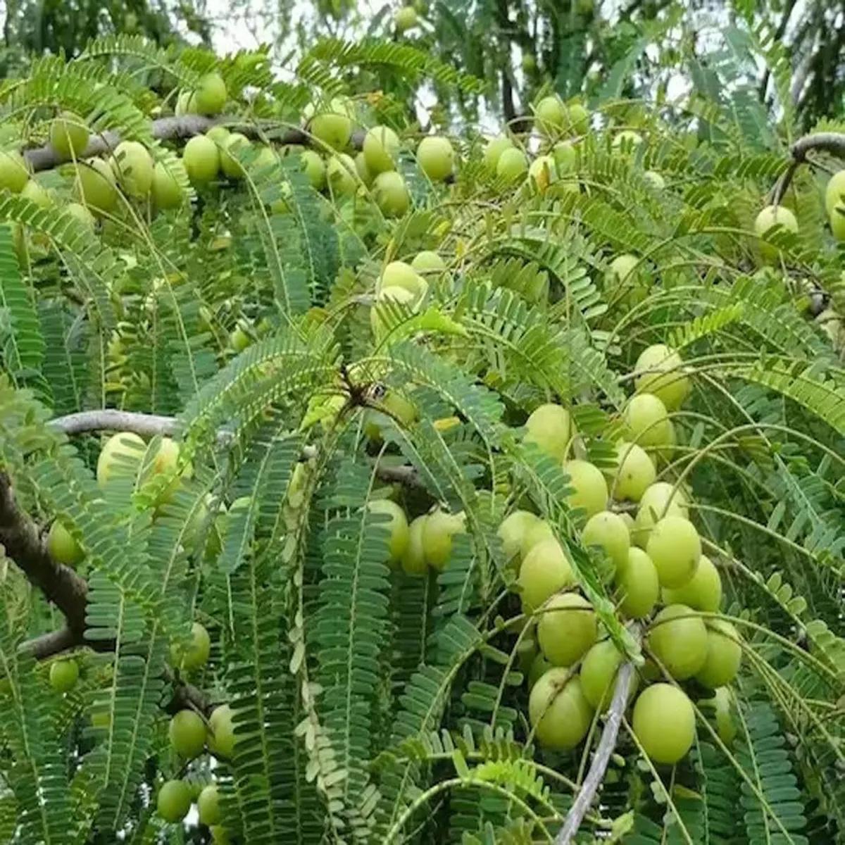 Amla Plant 