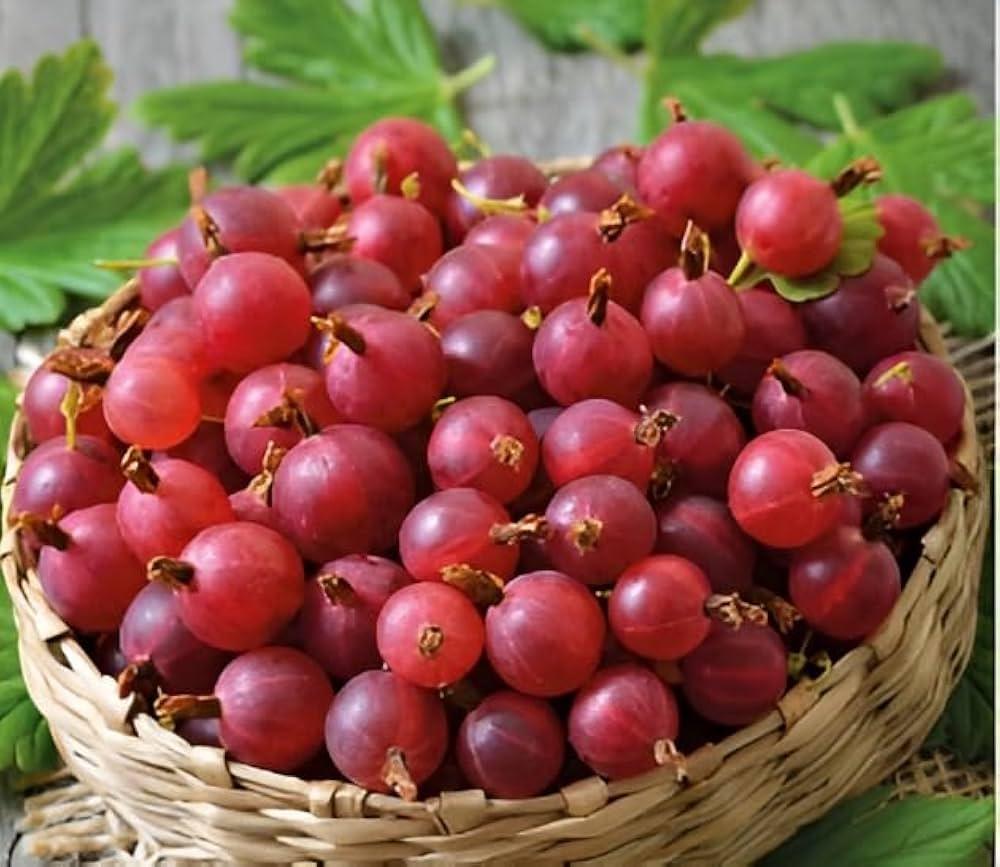 Red Amla Plants 
