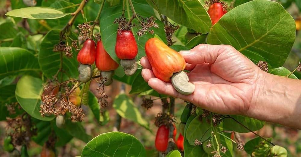 Kaju Grafted Plants  Hover