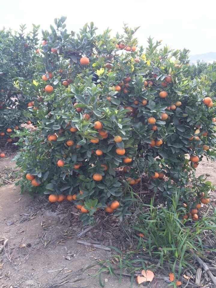 Bhutani Sweet Orange Plants 