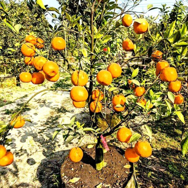 Bhutani Sweet Orange Plants  Hover