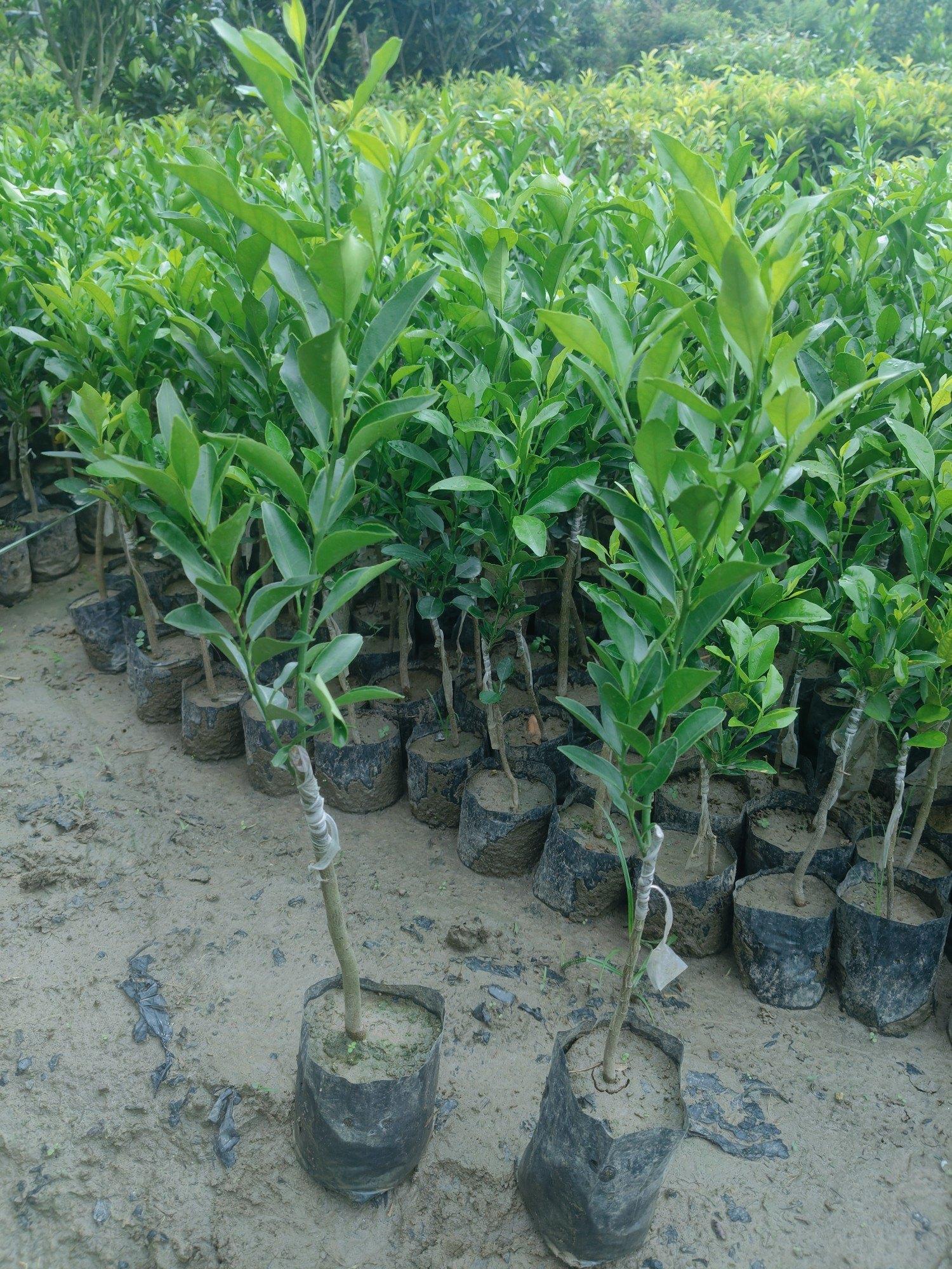 Kinnow Orange Plants 