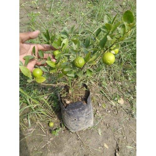 All-time Sadabahar Lemon Plant 