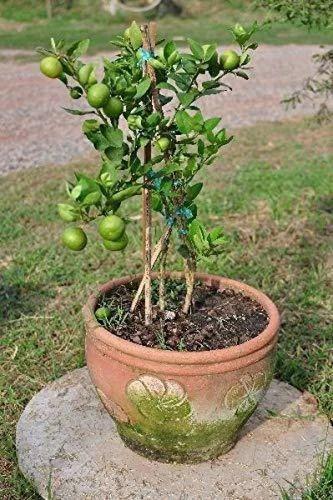 Pakistani Lime Plant 