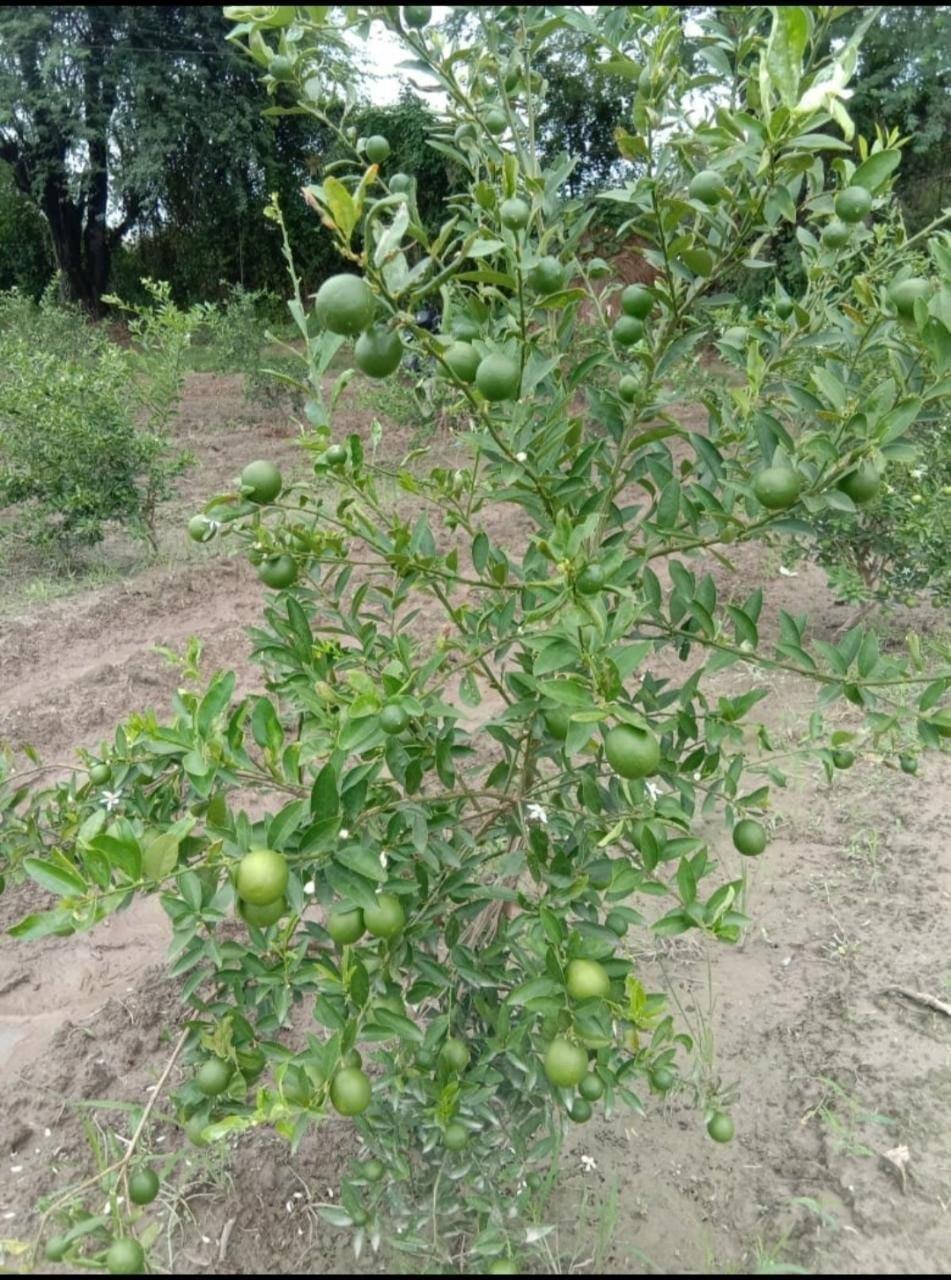 Pakistani Lime Plant  Hover
