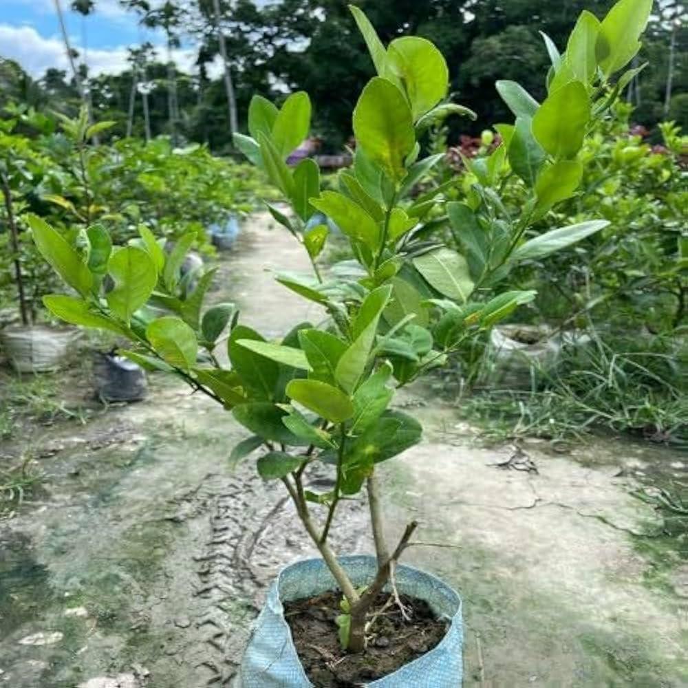 Gandharaj Lemon Plants  Hover