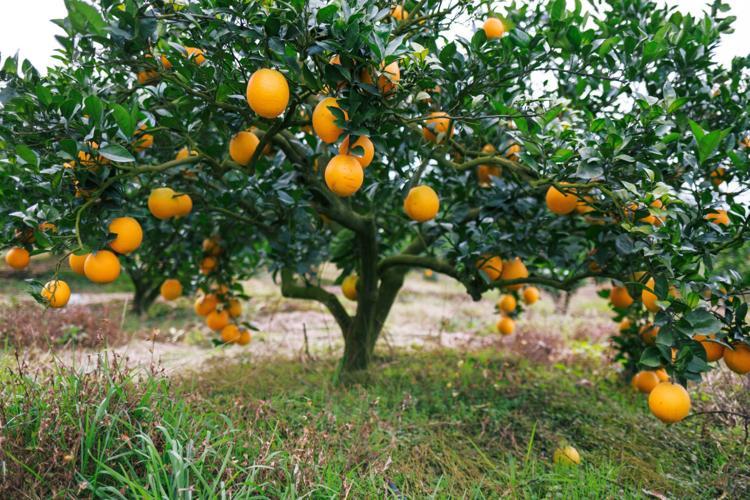 Kara Kara Orange Plants 