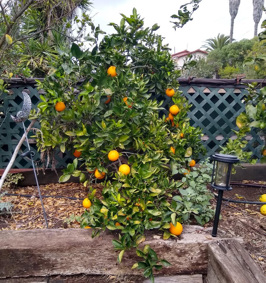 Kara Kara Orange Plants  Hover