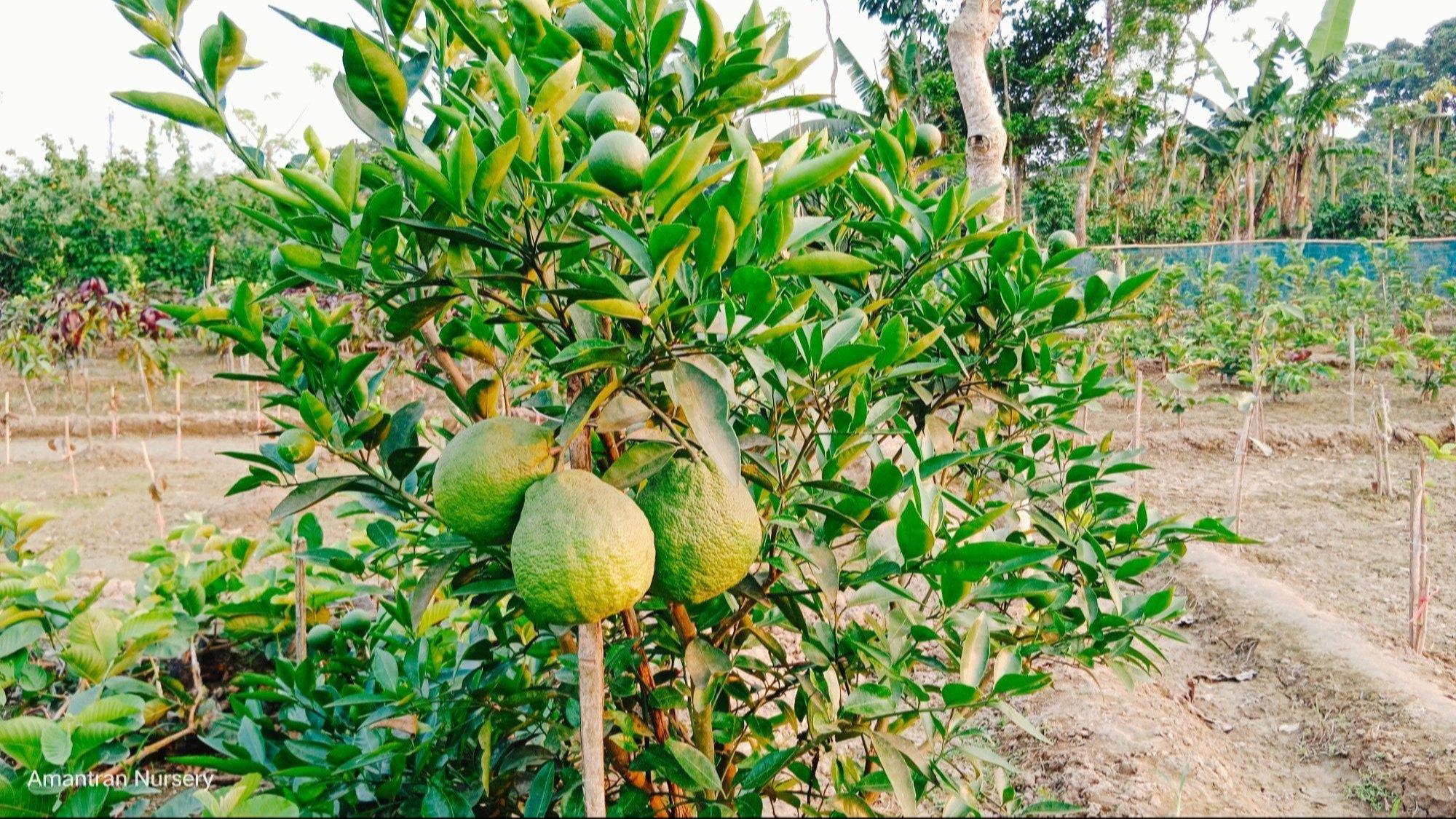 Decopon Orange Plants