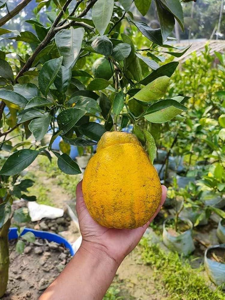 Decopon Orange Plants Hover