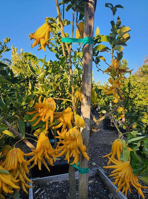Finger/Buddha Lemon Plants 