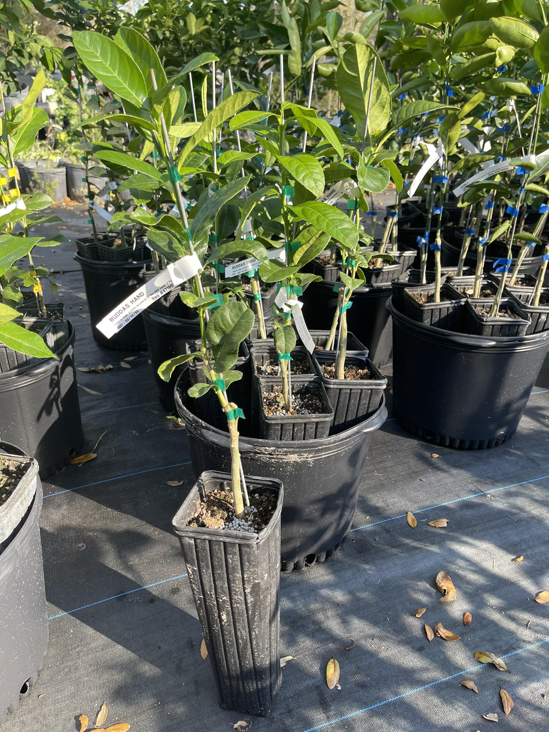 Finger/Buddha Lemon Plants  Hover