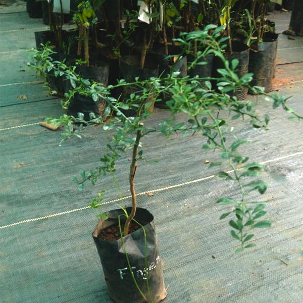 Jelly Lemon plant 