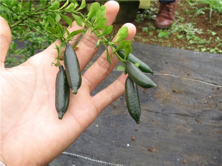 Jelly Lemon plant  Hover