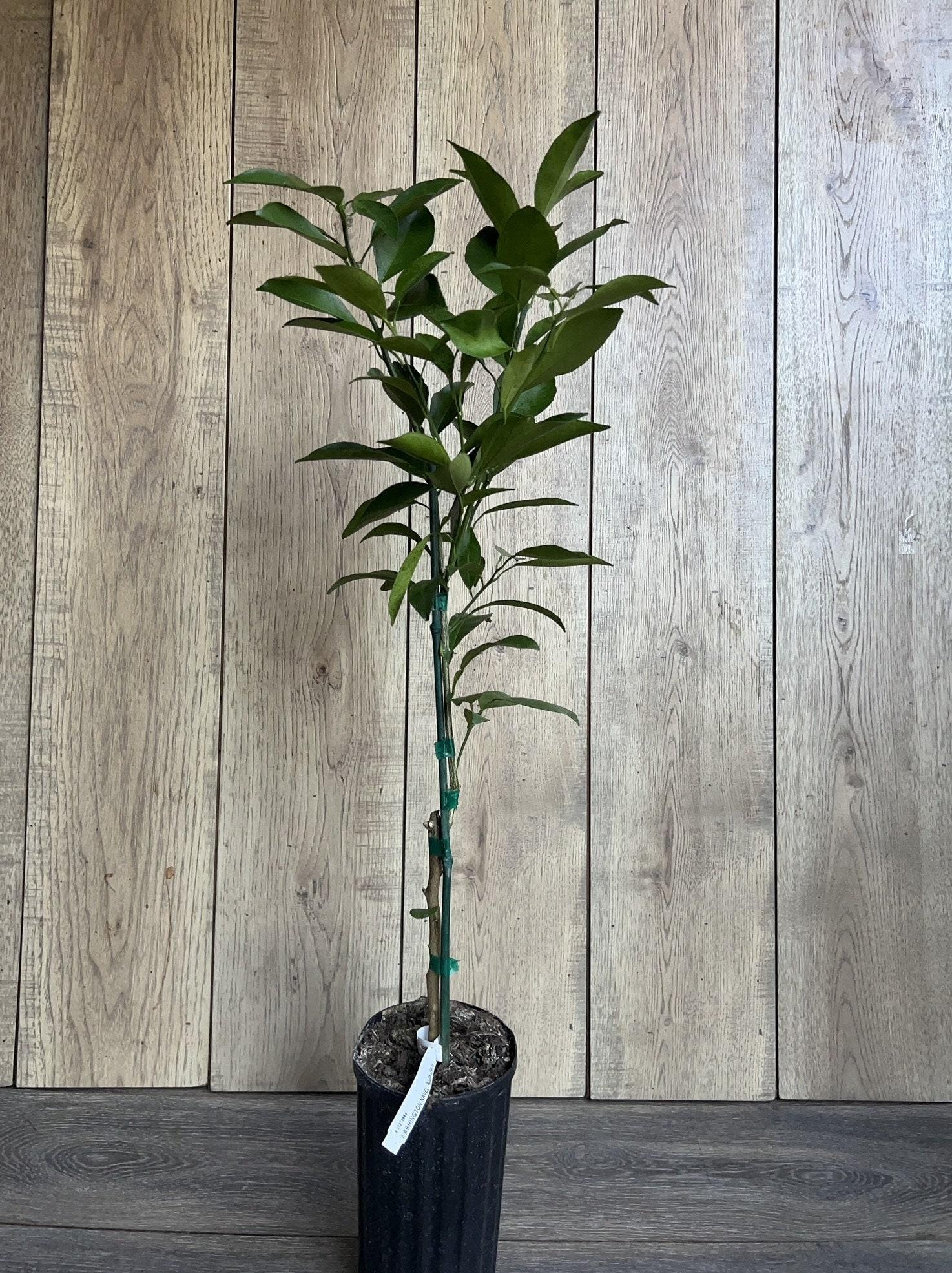 Blood Orange Plant 