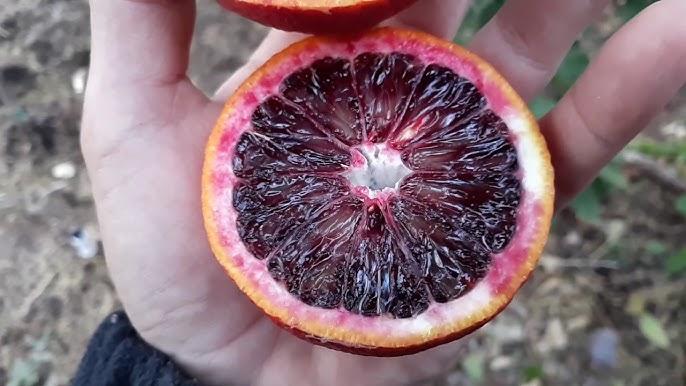 Blood Orange Plant  Hover