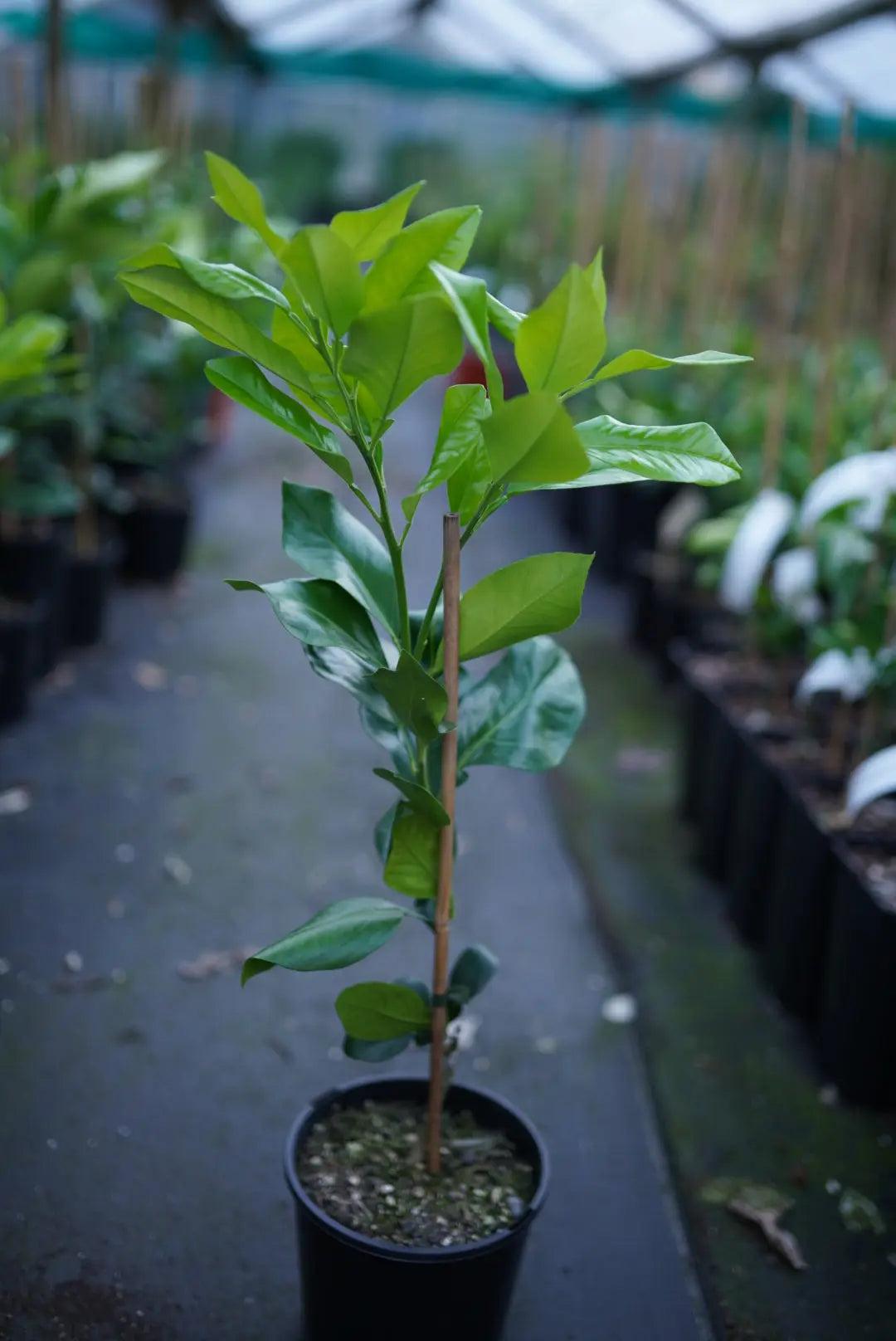 Red Pomelo Plant 