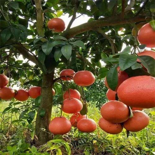 Red Pomelo Plant  Hover