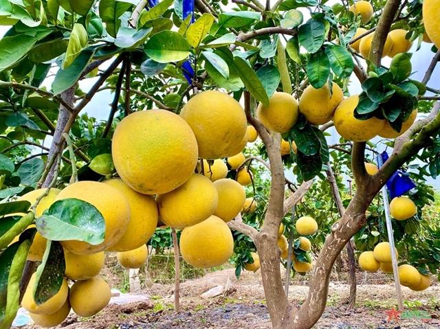 Assembly Pomelo Plants 