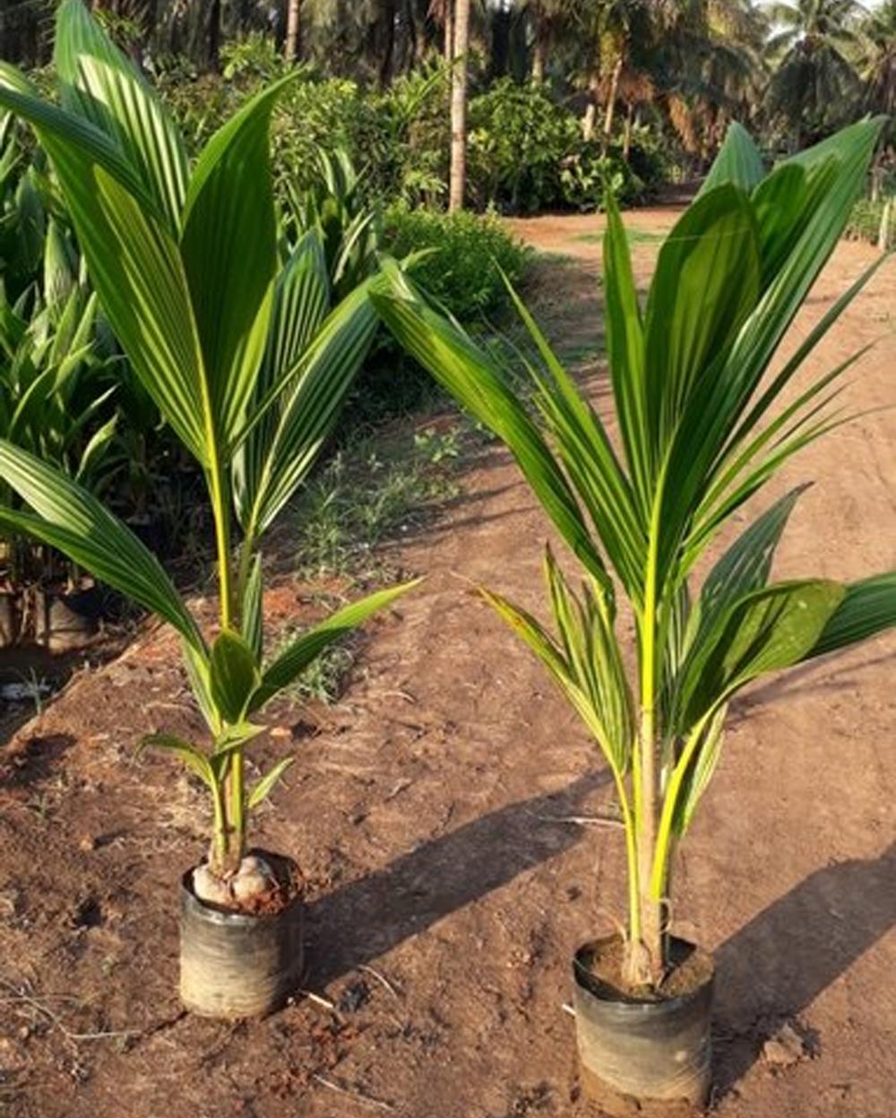 Malaysian Duarf Green Coconut Plant 