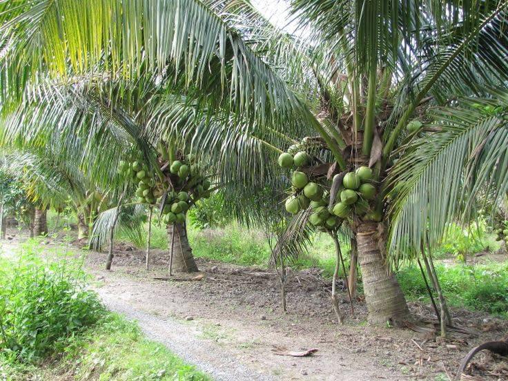 Ganga bardhan Coconut Plants