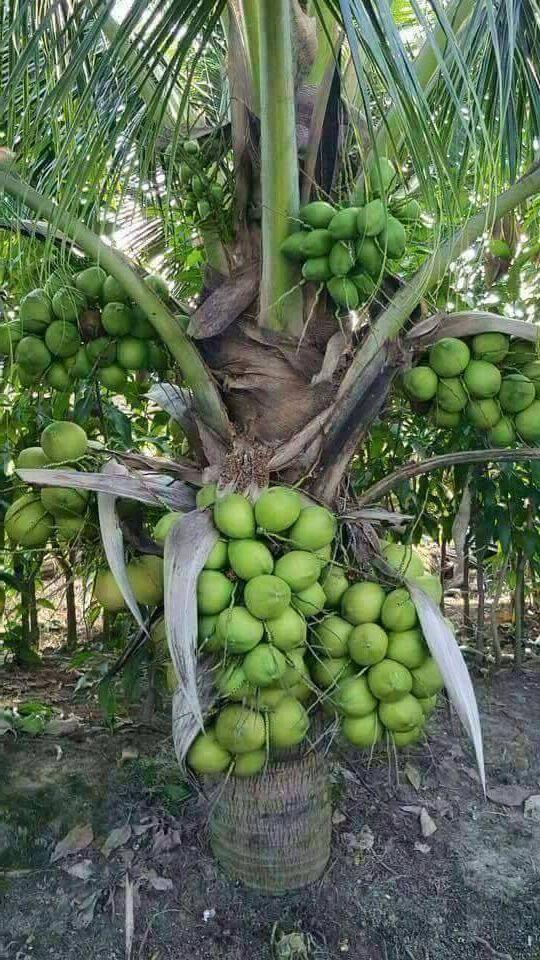 Vietnami Siyam Green Coconut Plant 
