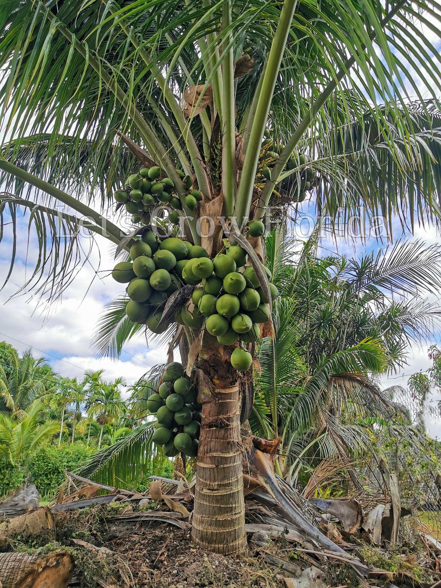 Srilankan Semi Duarf Coconut Plants  Hover