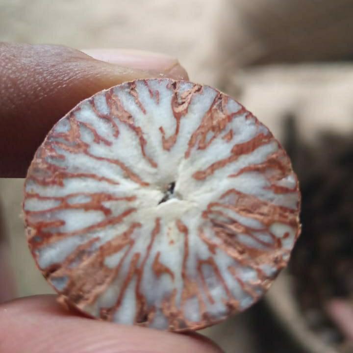 Intermangala Arecanut Plant 
