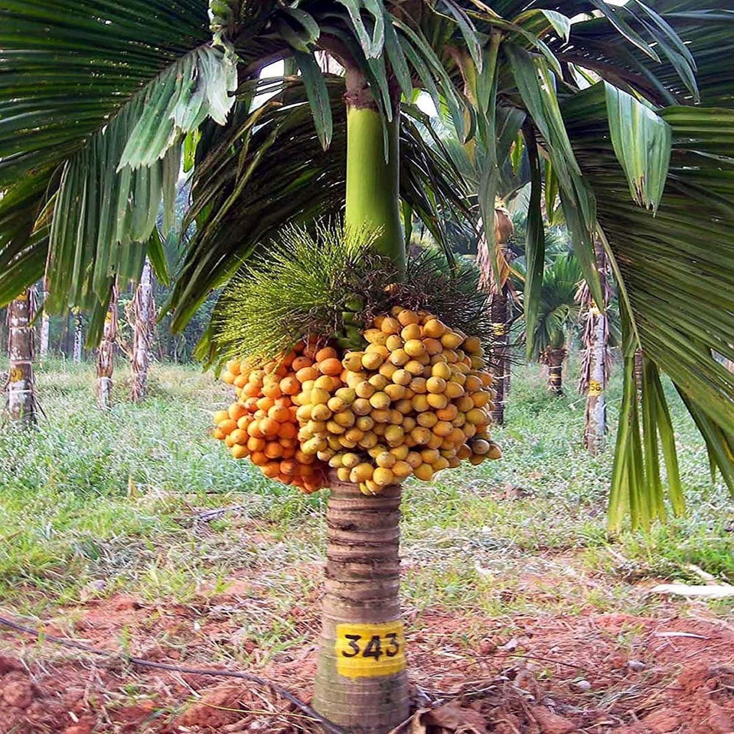 Intermangala Arecanut Plant  Hover