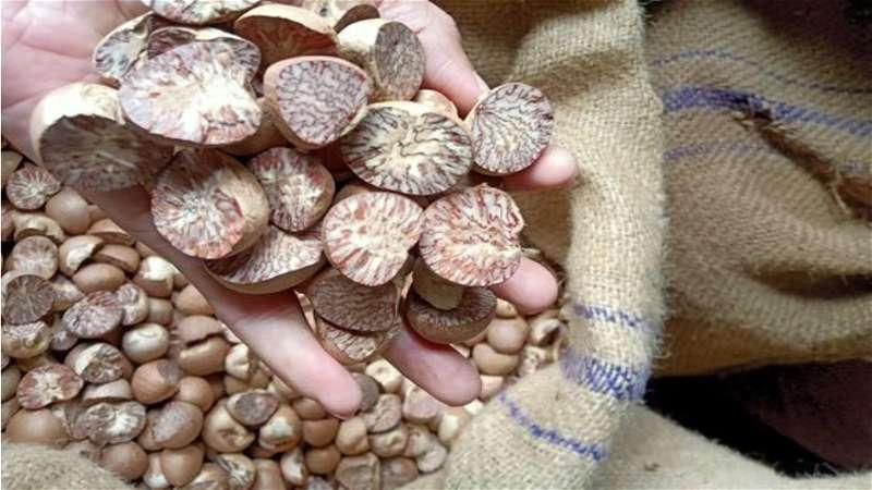 Mohit Nagar Arecanut Plant 
