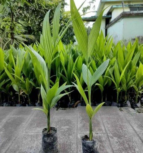 Andaman Arecanut Plant 