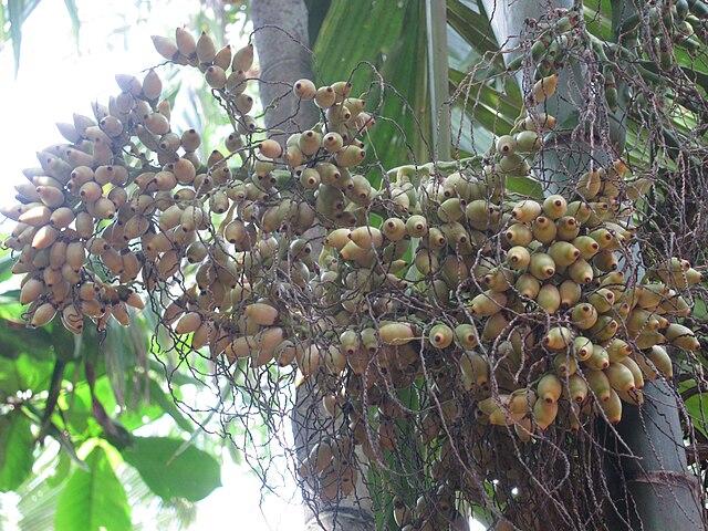 Andaman Arecanut Plant  Hover
