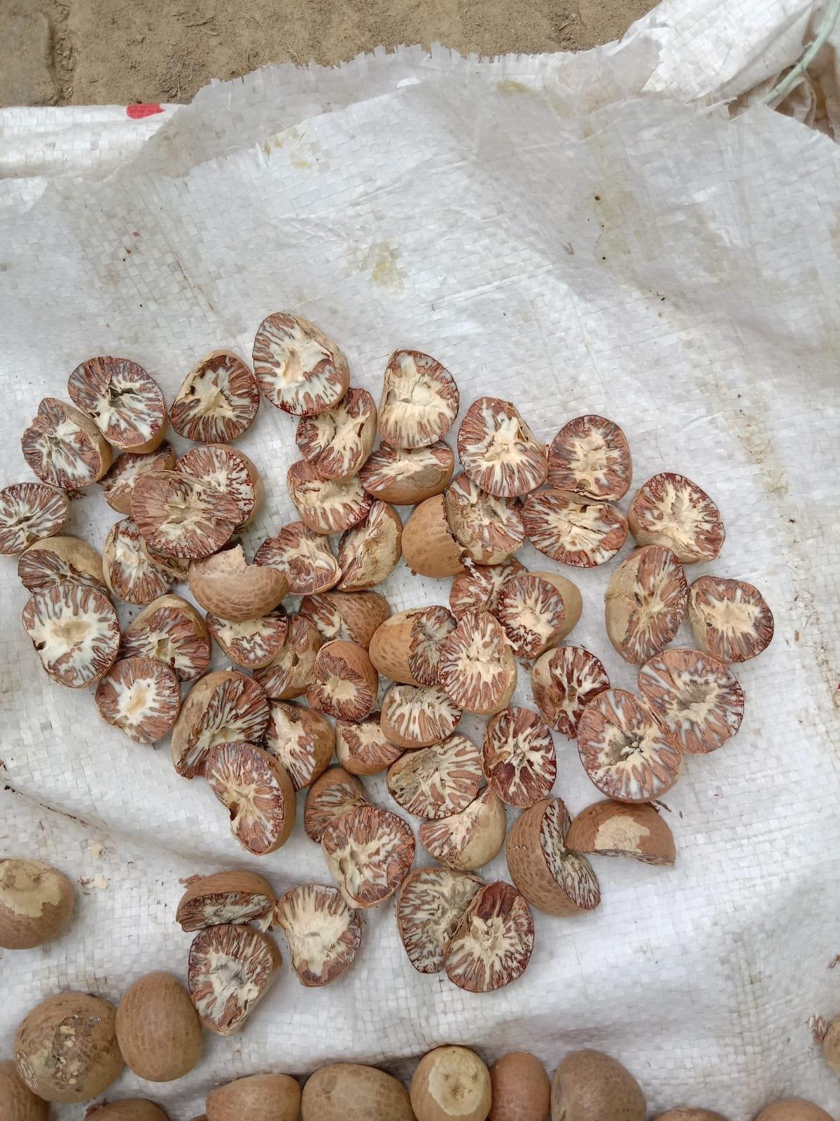 Assamese Arecanut Plant 