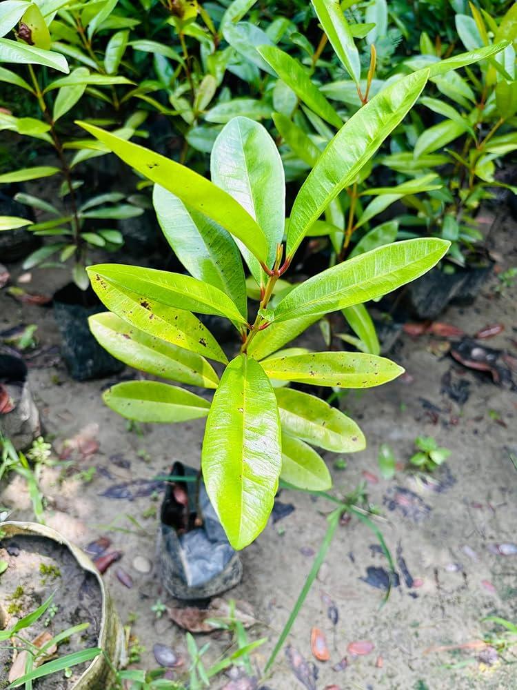 Allspice or Meatmasala leaves Plants 