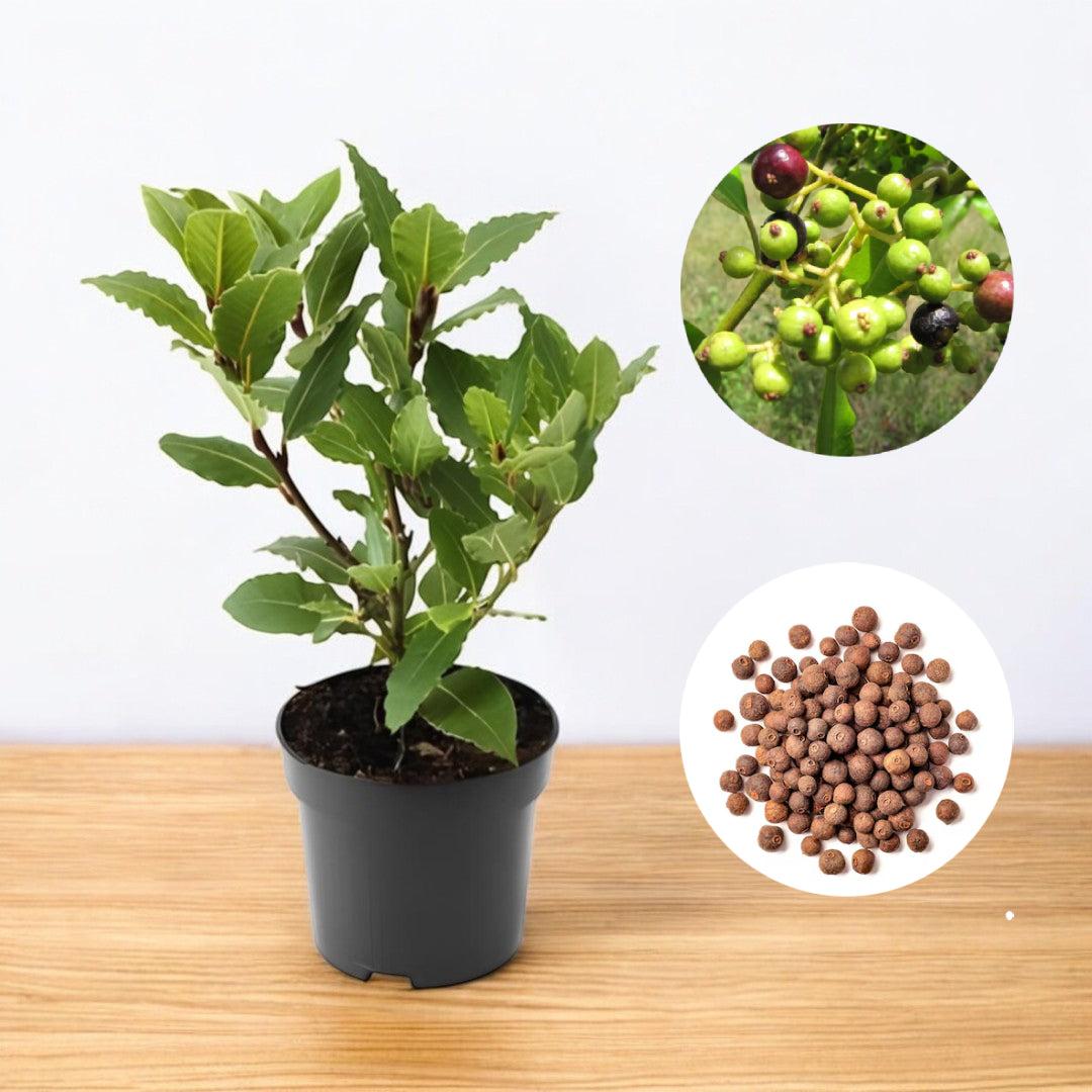 Allspice or Meatmasala leaves Plants  Hover