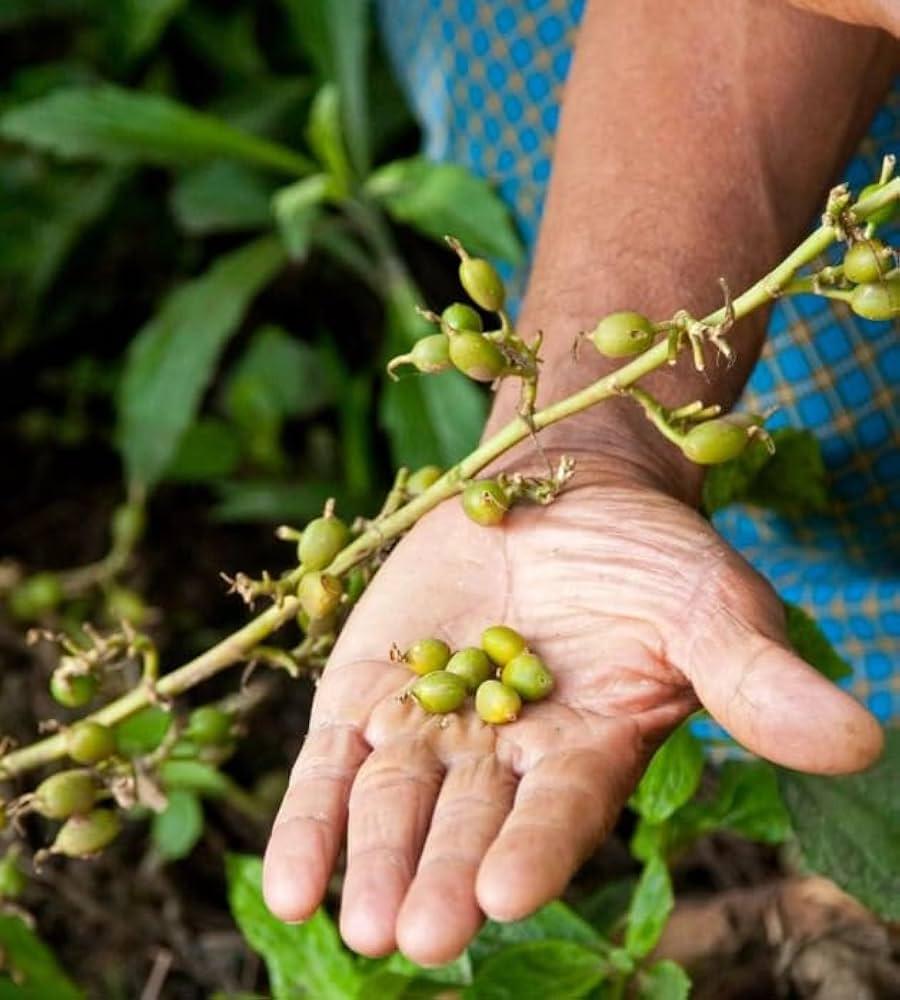 Elachi Plants 