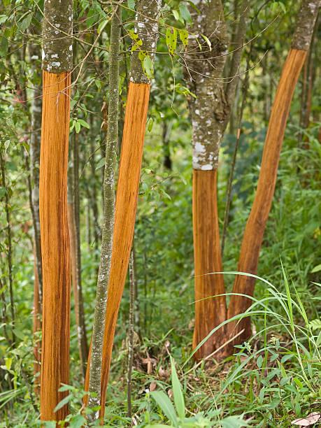 Dachini Plants 