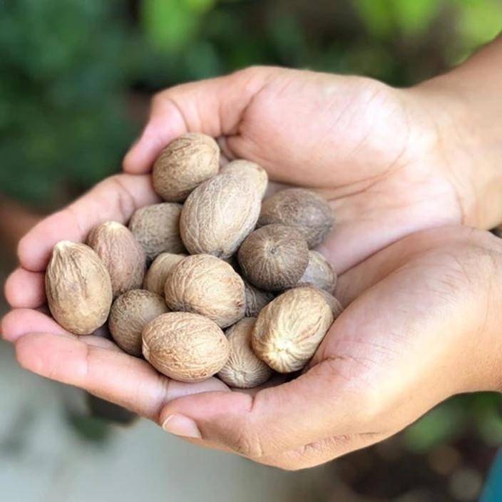 Nutmeg or Jayitri/Jaifal Plant  Hover