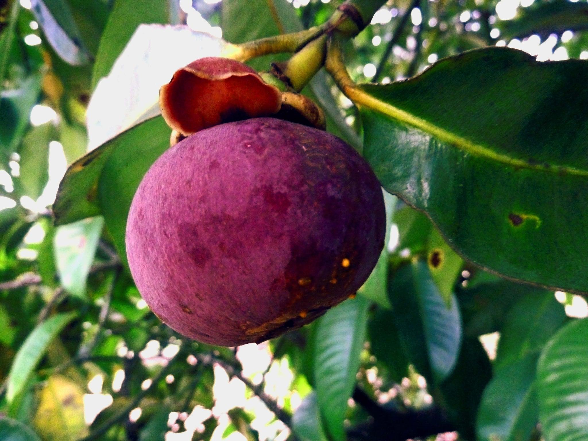 Mangosteen Plants 