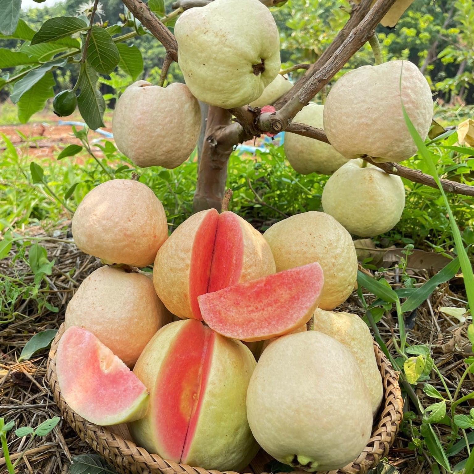 Red Diamond Guava Plants 