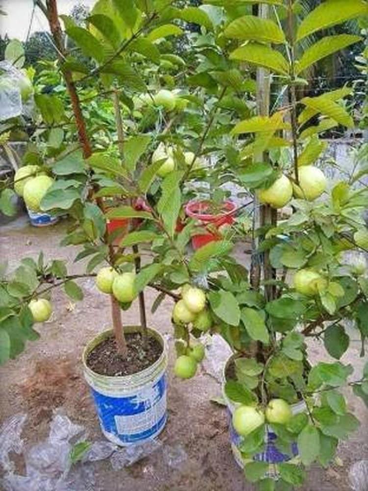 Red Diamond Guava Plants  Hover