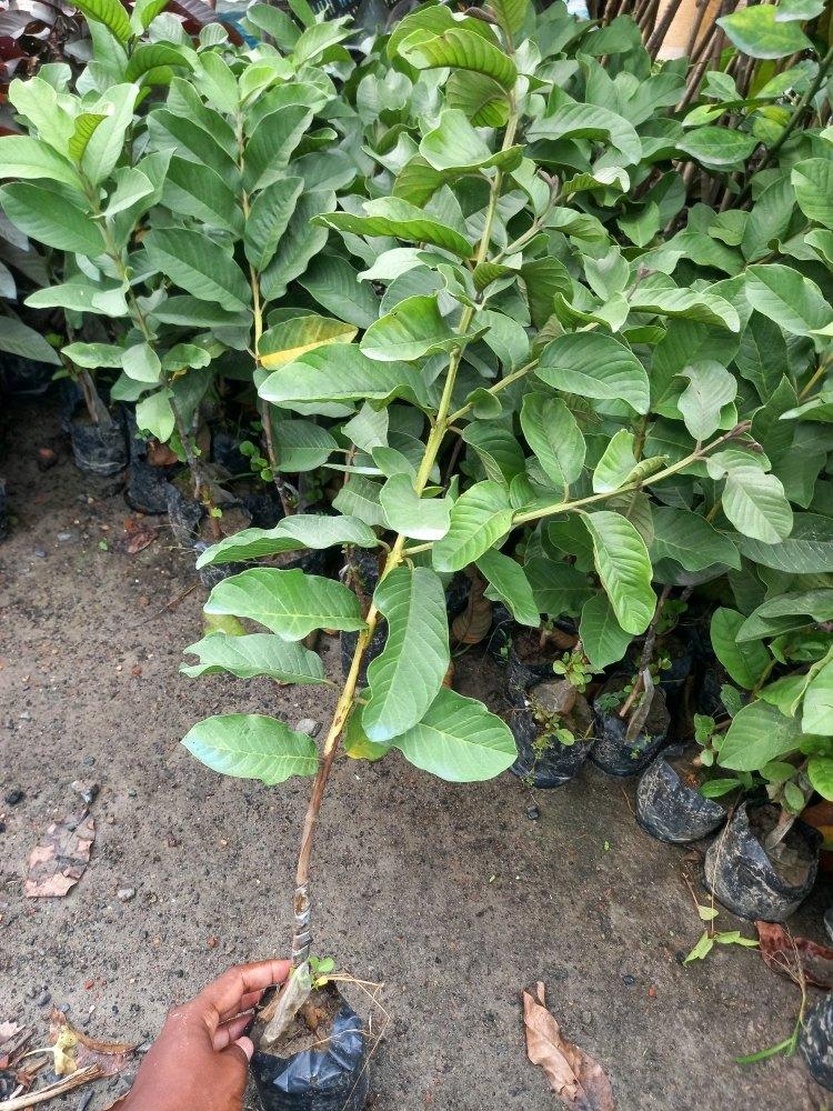 White Diamond Guava Plant 