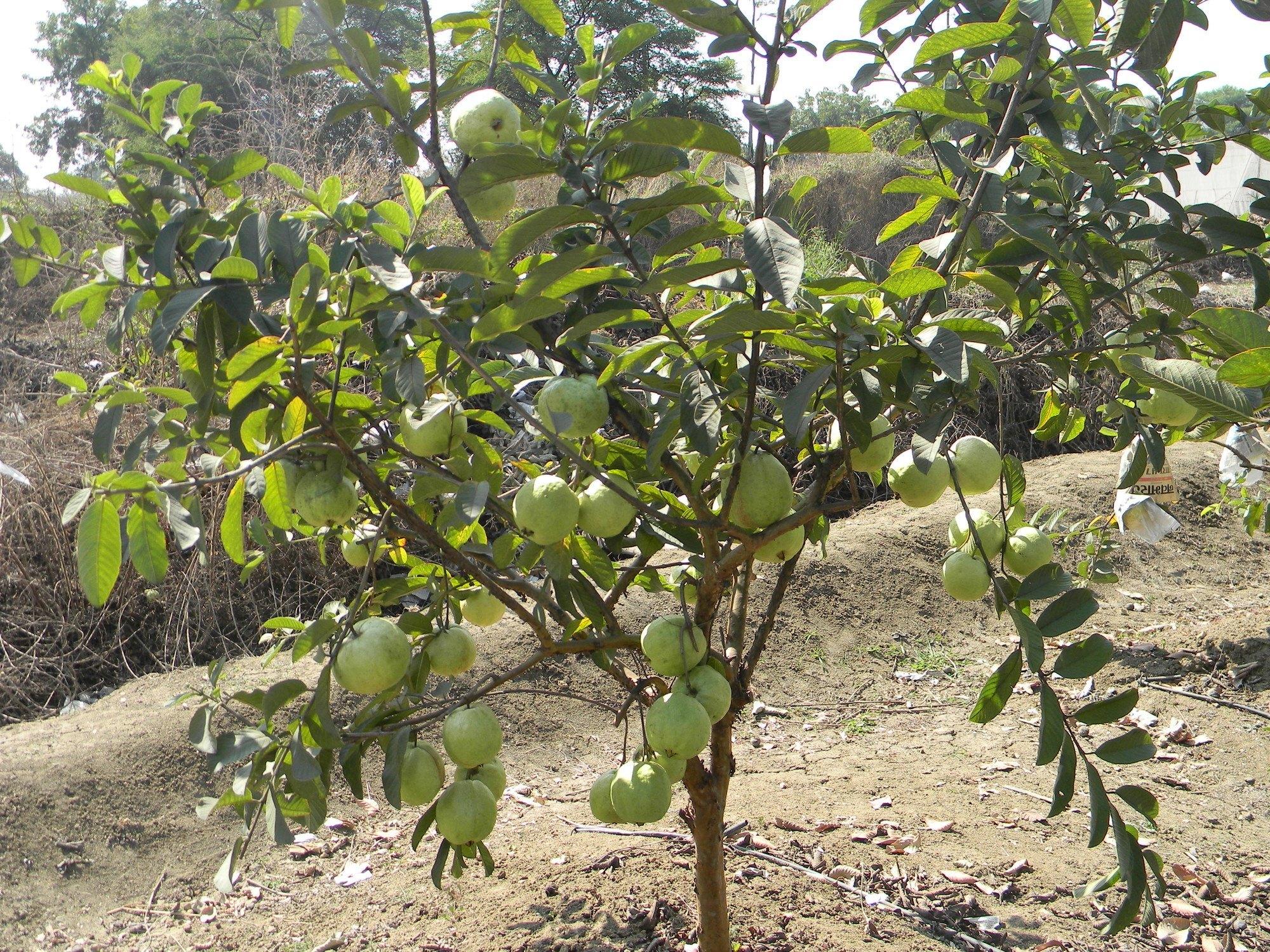 White Diamond Guava Plant  Hover