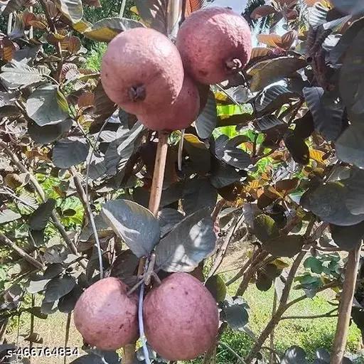 Black Diamond Guava Plants 