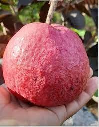 Black Diamond Guava Plants  Hover