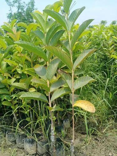 Taiwan White/VNR Bihi Guava Plant 