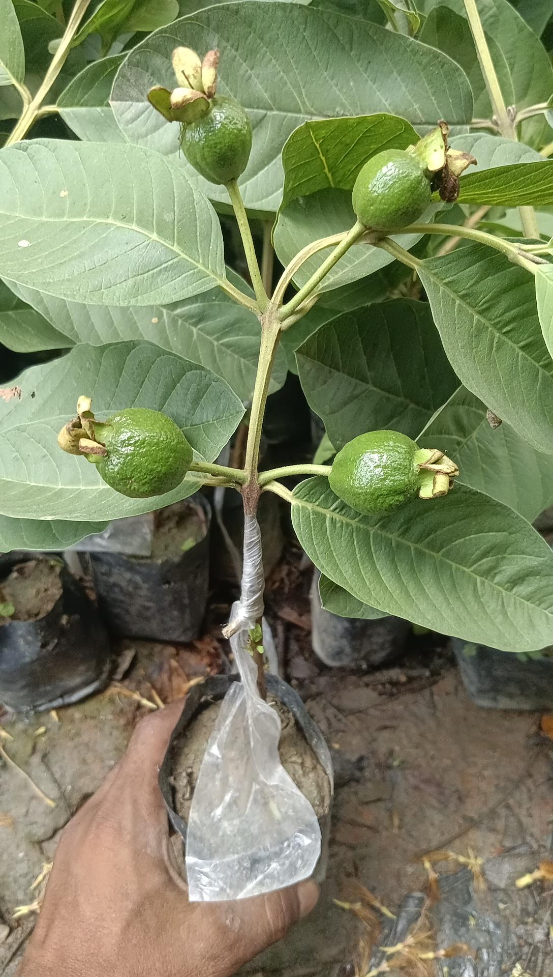 Golden 8 All-time Guava plant 