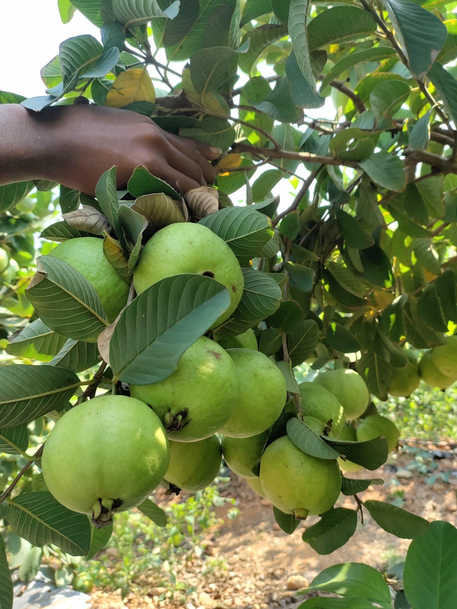 Taiwan Pink Guava Plant 